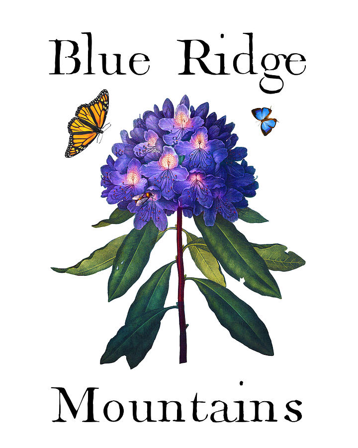 Blue Ridge Mountains, Antique Blue Rhododendron with Butterflies, Sharp PNG Painting by Kathy Anselmo