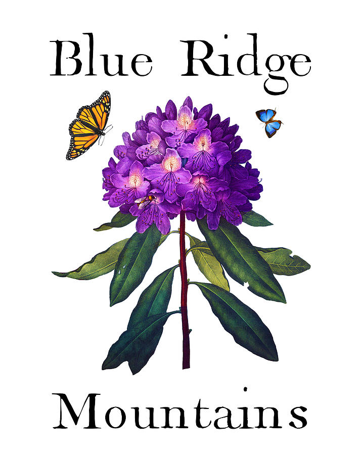Blue Ridge Mountains, Antique Purple Rhododendron with Butterflies, Sharp PNG Painting by Kathy Anselmo