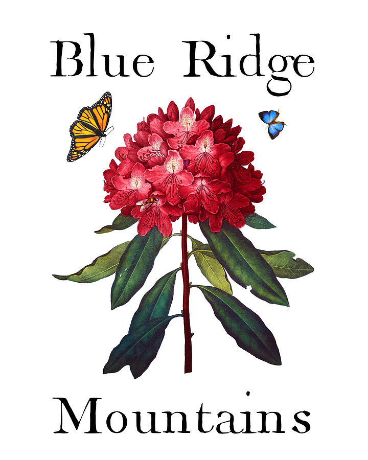 Blue Ridge Mountains, Antique Red Rhododendron with Butterflies, Sharp PNG Painting by Kathy Anselmo