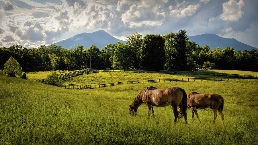 Blue Ridge Mountains Horses Grazing Photograph