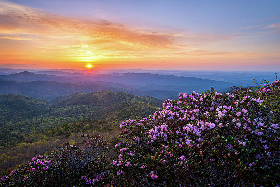 Blue Ridge Mountains North Carolina Hawksbill Azalea Sunrise Photograph by Robert Stephens