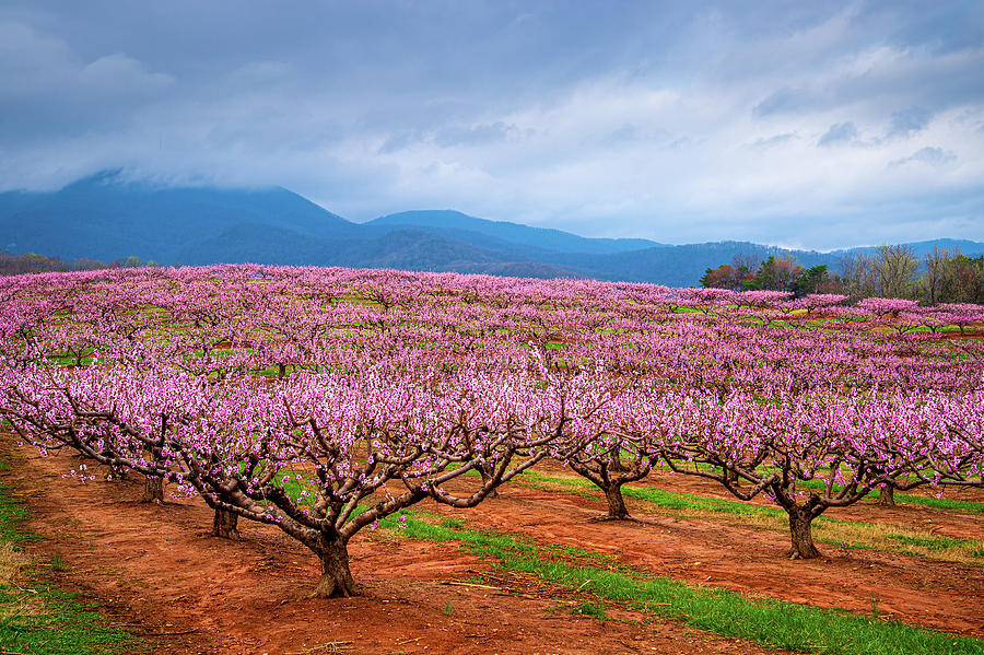 Blue Ridge Mountains South Carolina Peach Fields Forever Photograph by Robert Stephens