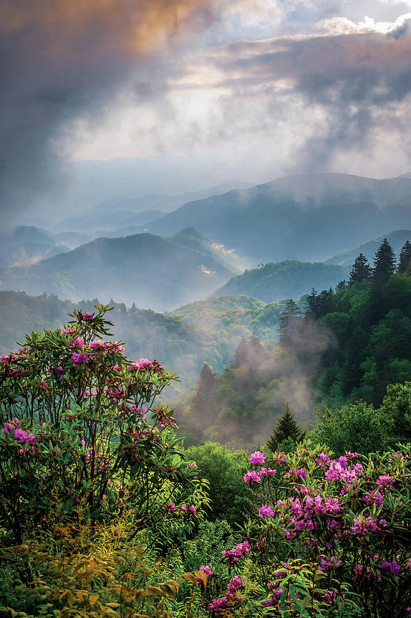 Blue Ridge Parkway Asheville NC Moody Blooms Photograph by Robert Stephens