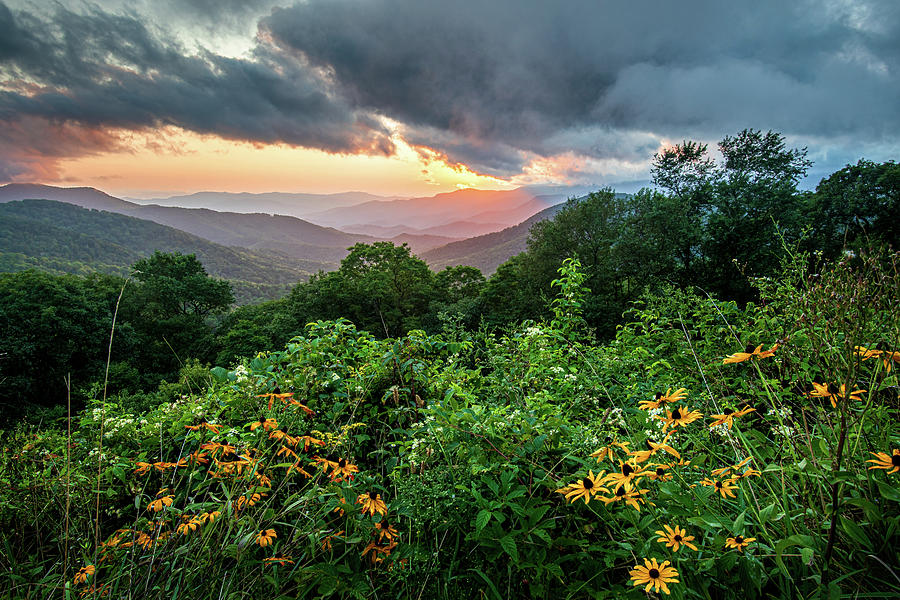 Blue Ridge Parkway Asheville NC Wildflower Sunset Scenic Photograph by Robert Stephens
