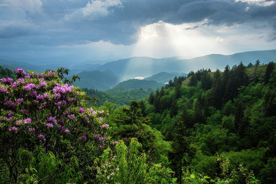 Blue Ridge Parkway Cherokee NC Rhododendron Blooms Scenic Photograph by ...