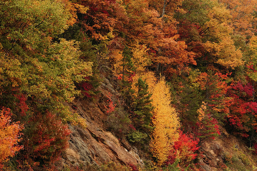 Blue Ridge Parkway Fall Colors Photograph by Joni Eskridge