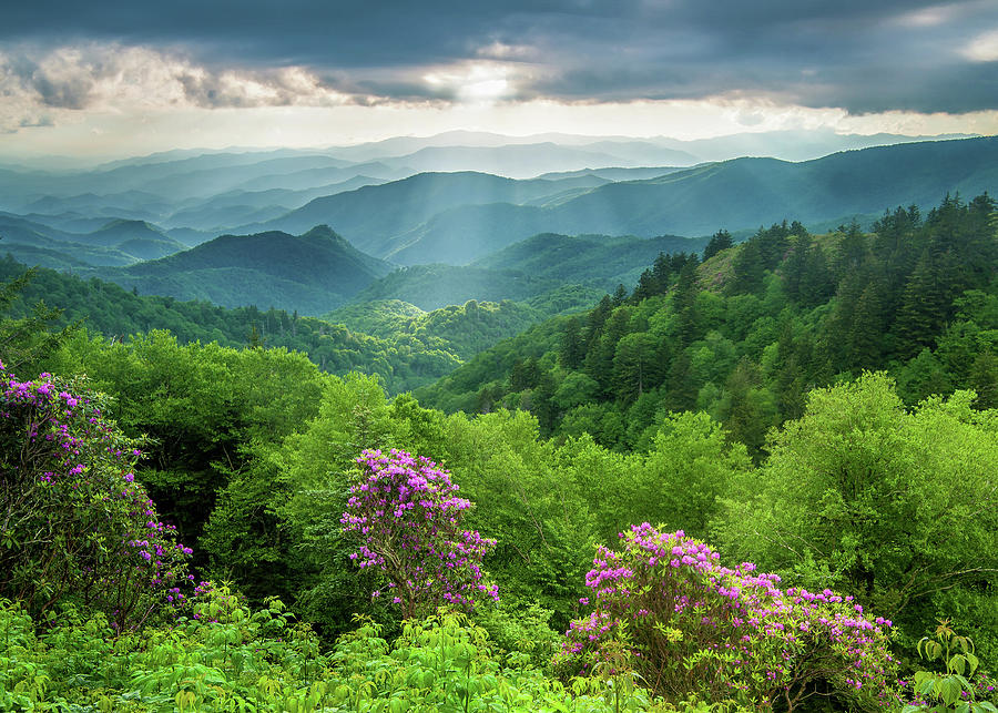 Blue Ridge Parkway Nc Blooms And Light Photograph