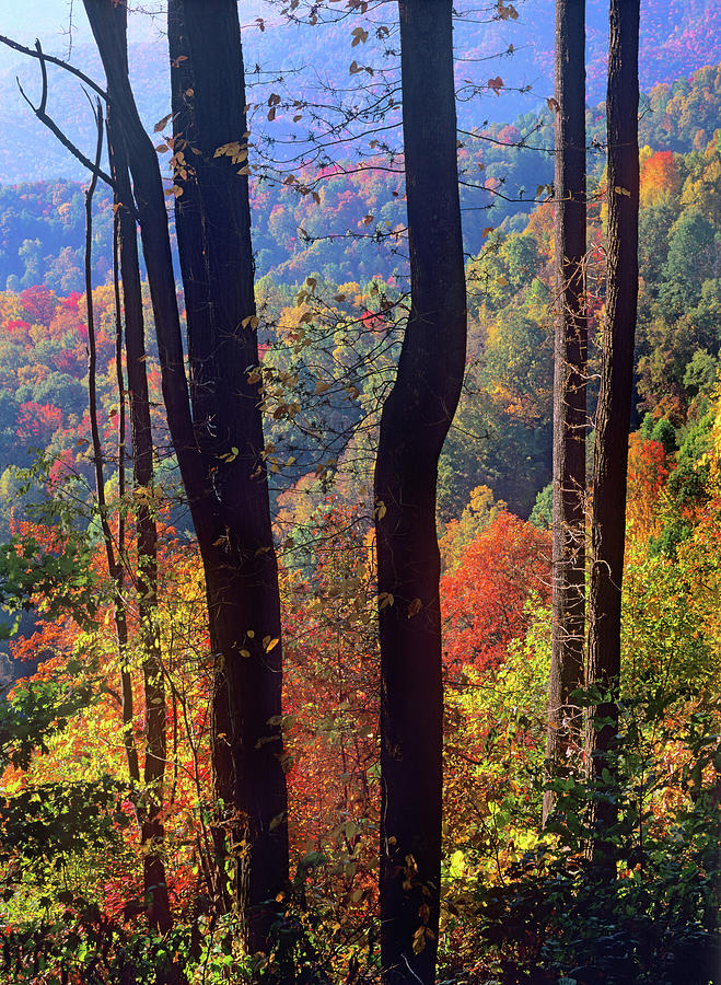 Nature Photograph - Blue Ridge Parkway near Deep Gap, North Carolina by Tim Fitzharris
