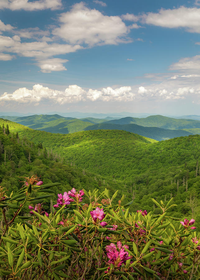 Blue Ridge Parkway Summer Colors  Photograph by Donnie Whitaker