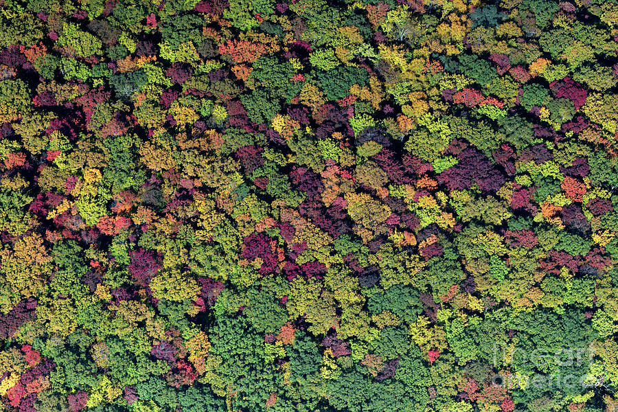 Blue Ridge Parkway Vertical Aerial View of Autumn Colors Photograph by David Oppenheimer