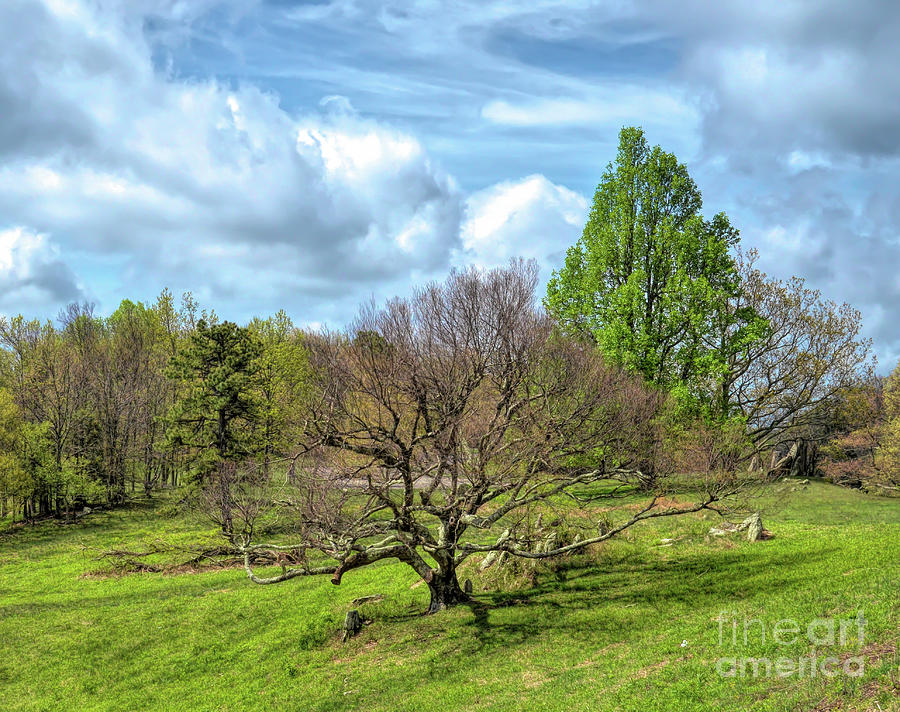 Blue Ridge Parkway Views - Trees On The Knob Photograph by Kerri Farley