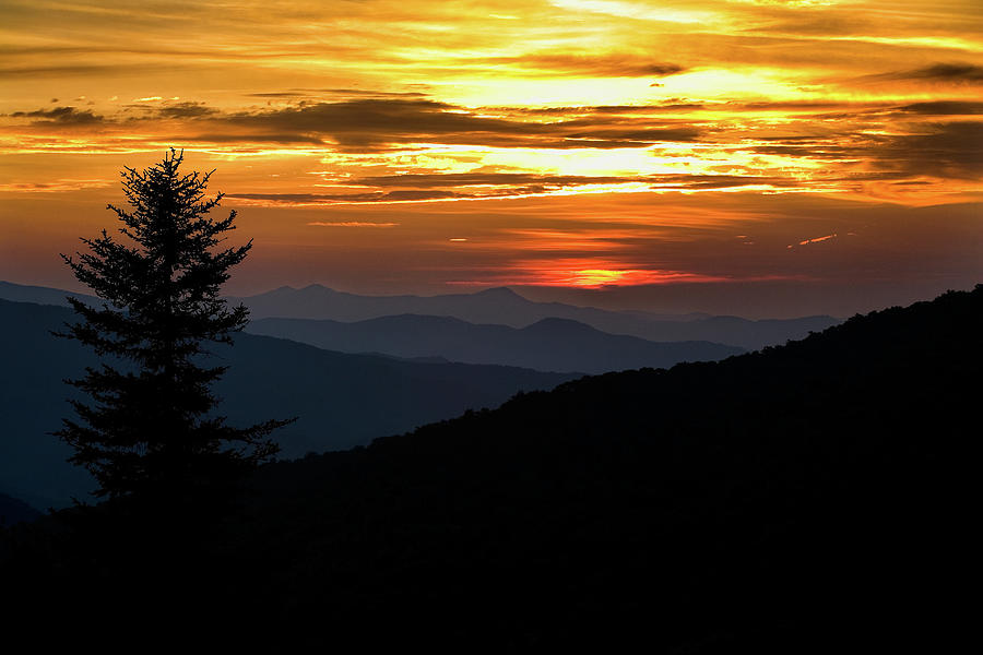 Blue Ridge Pine Silhouette at Sunset H Photograph by Dan Carmichael
