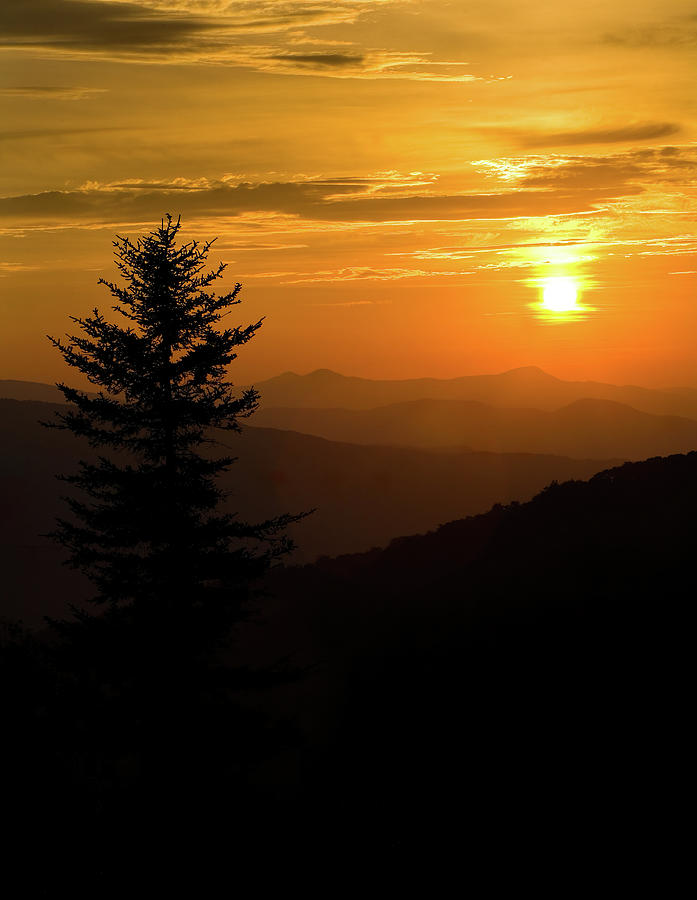 Blue Ridge Pine Silhouette at Sunset V Photograph by Dan Carmichael