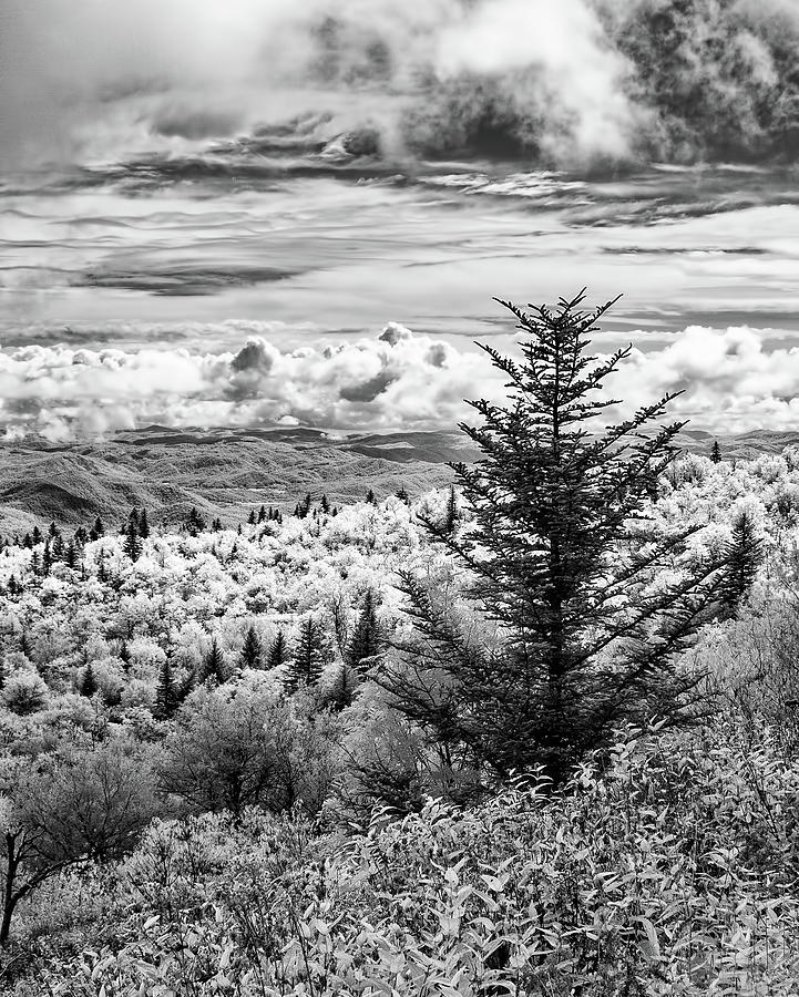 Blue Ridge Storm Tree bw 906 Photograph by Dan Carmichael