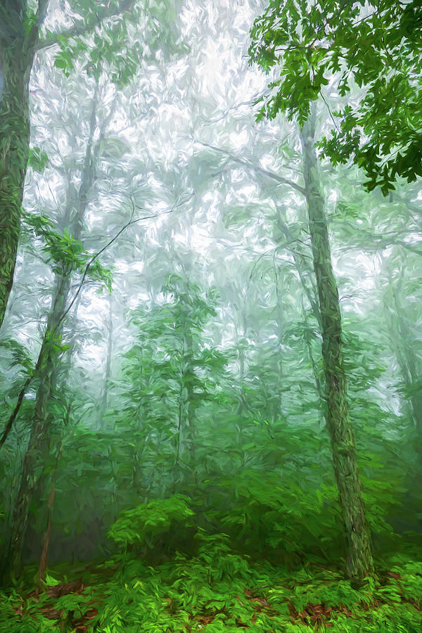 Blue Ridge Tall Trees in the Forest ap 0409 Photograph by Dan Carmichael