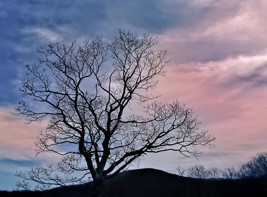Blue Ridge Tree Photograph by Georgette Grossman