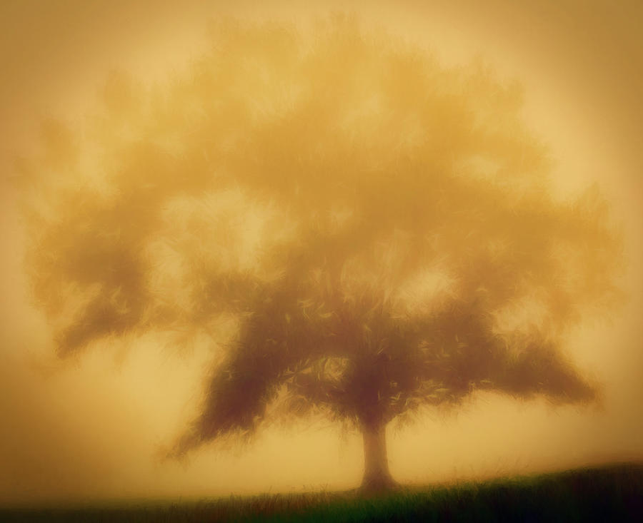 Mountain Photograph - Blue Ridge Tree in the Fog 1017 by Dan Carmichael