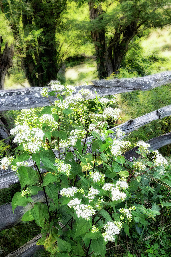 Blue Ridge White Flowers Delight 610 Photograph by Dan Carmichael