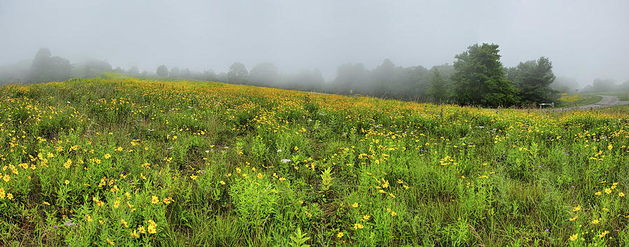 Blue Ridge Yellow Flowers and Fog Panorama Photograph by Dan Carmichael