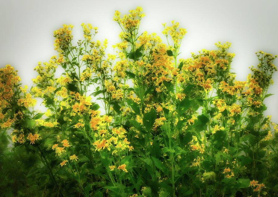 Mountain Photograph - Blue Ridge Yellow Flowers Foggy Day 1017 by Dan Carmichael