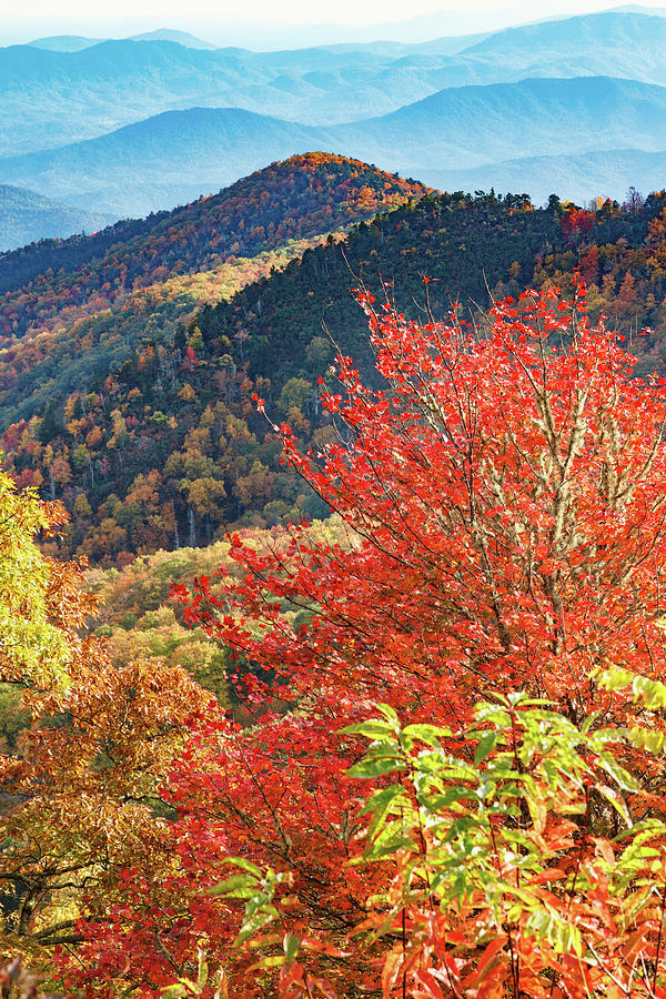 Blue Ridges and Red Leaves Photograph by John Haldane - Fine Art America