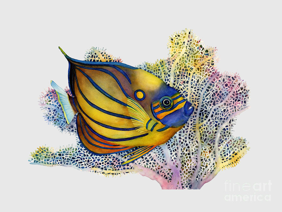 Blue Ring Angelfish - Solid Background Painting by Hailey E Herrera