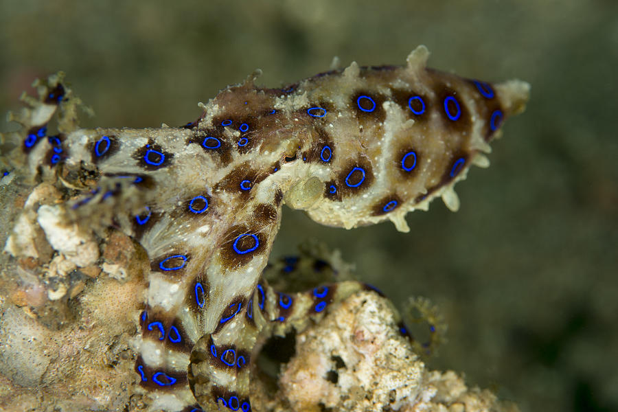 Blue ringed octopus Photograph by Semet