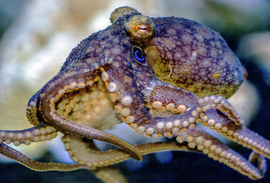 Blue-ringed Octopus Photograph by WAZgriffin Digital