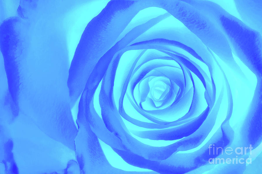 Blue Rose Filled Frame Digital Art by Sharon McConnell