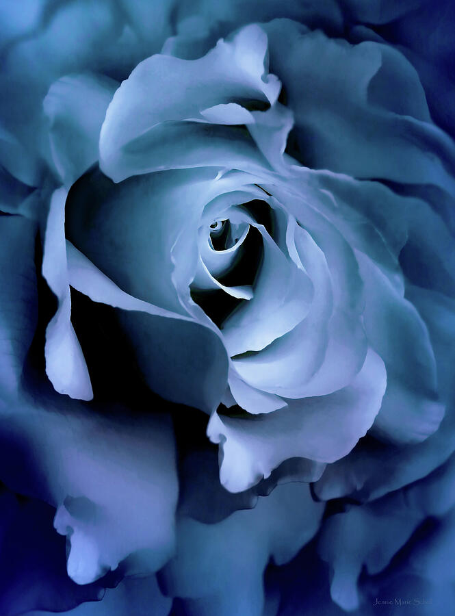 Blue Rose Flower Dramatic Abstract Photograph by Jennie Marie Schell ...