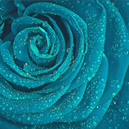 Blue Rose Photograph by Jennifer Clooney - Fine Art America
