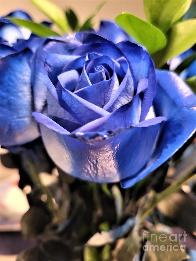 Blue Rose Photograph by Jimmy Clark