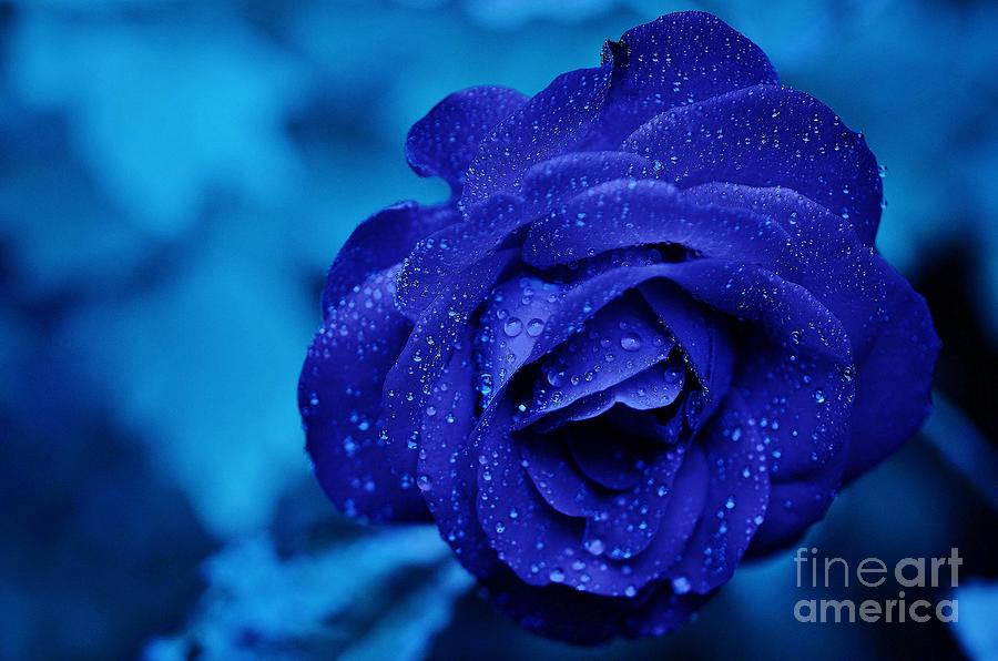 Blue Rose Magic Painting by Alexandra Arts