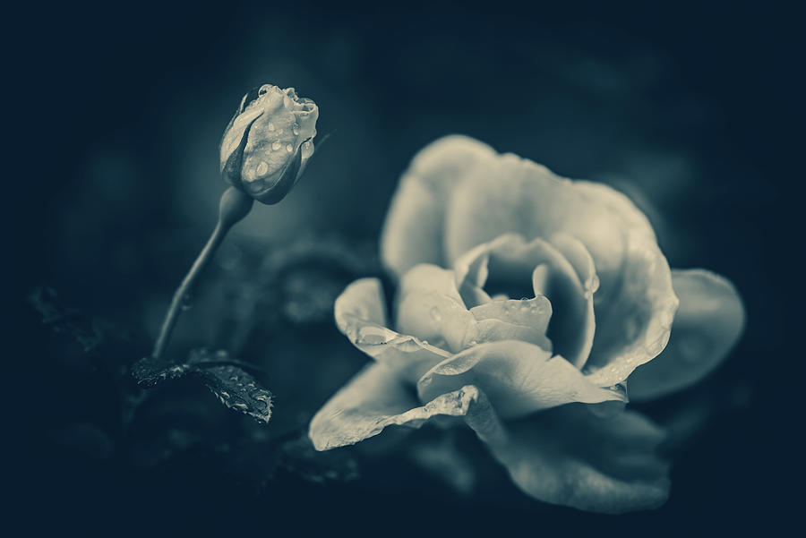 Blue Rose Photograph by Naomi Maya