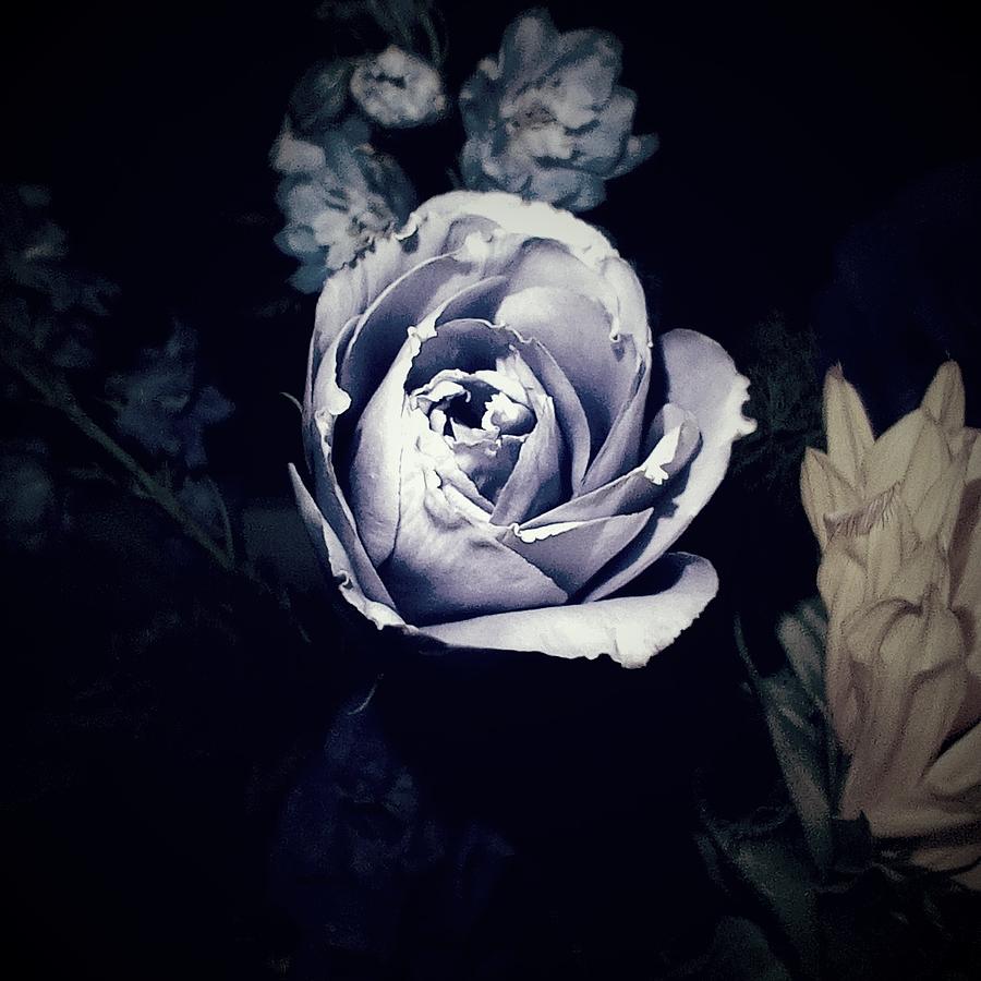 Blue rose Photograph by Paulina Roybal
