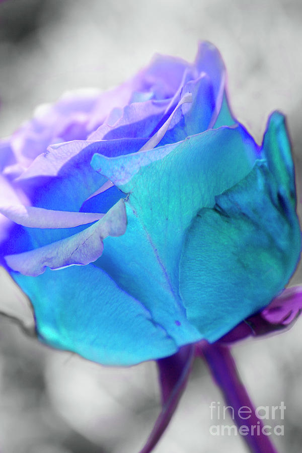 Blue Rose Photograph by Renee Spade Photography