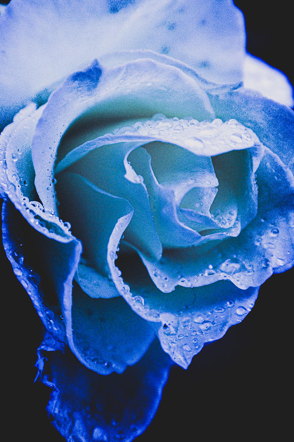 Blue Rose with Raindrops  Photograph by W Craig Photography