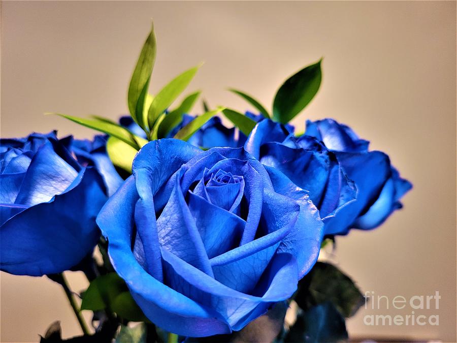 Blue Roses Photograph by Jimmy Clark
