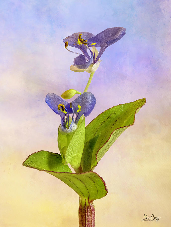 Blue Sage Salvia Photograph by HIS Creations LLC - Fine Art America