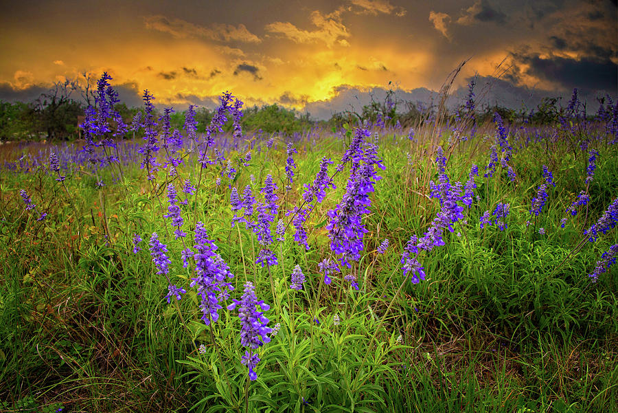 Blue Salvia Sunset in the Hill Country Photograph by Lynn Bauer