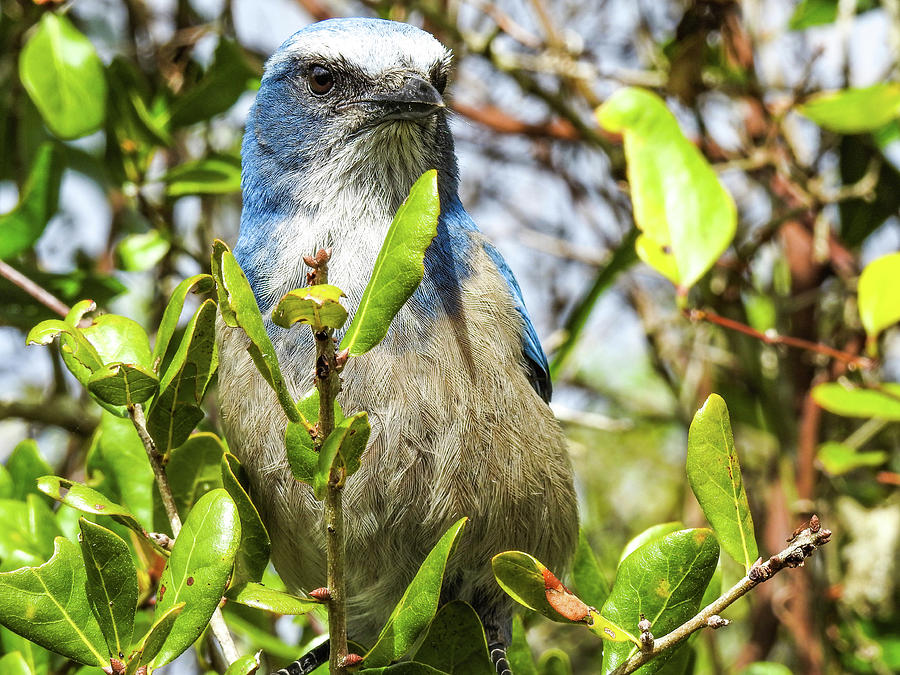 Blue Scrub Jay in Green Leaves Photograph by Lisa Crawford | Fine Art ...