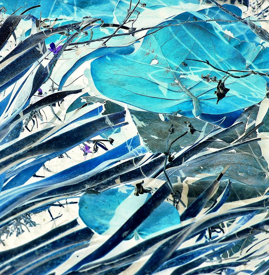 Blue Sea Grape 4 Digital Art by John Hintz