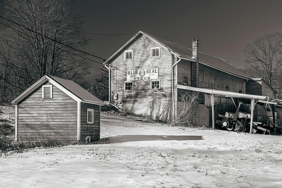 Blue Seal Feeds Winter Photograph by Dave King Blue Seal Feeds Winter Photograph by Dave King