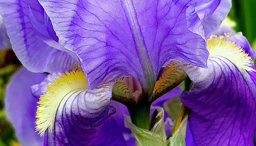 Iris Photograph - Blue Sensation by Bruce Bley
