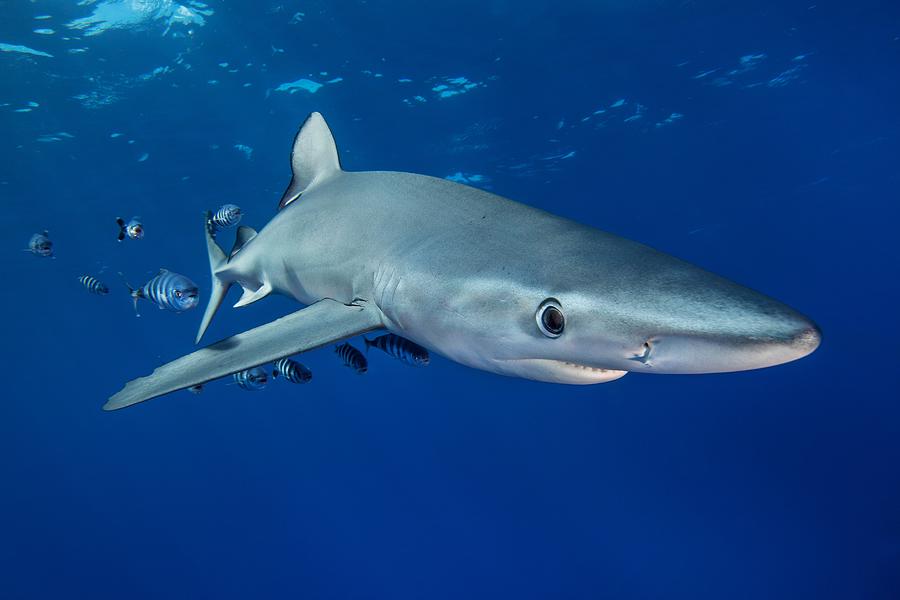 Blue Shark with pilot fish - Azores Photograph by James R.D. Scott