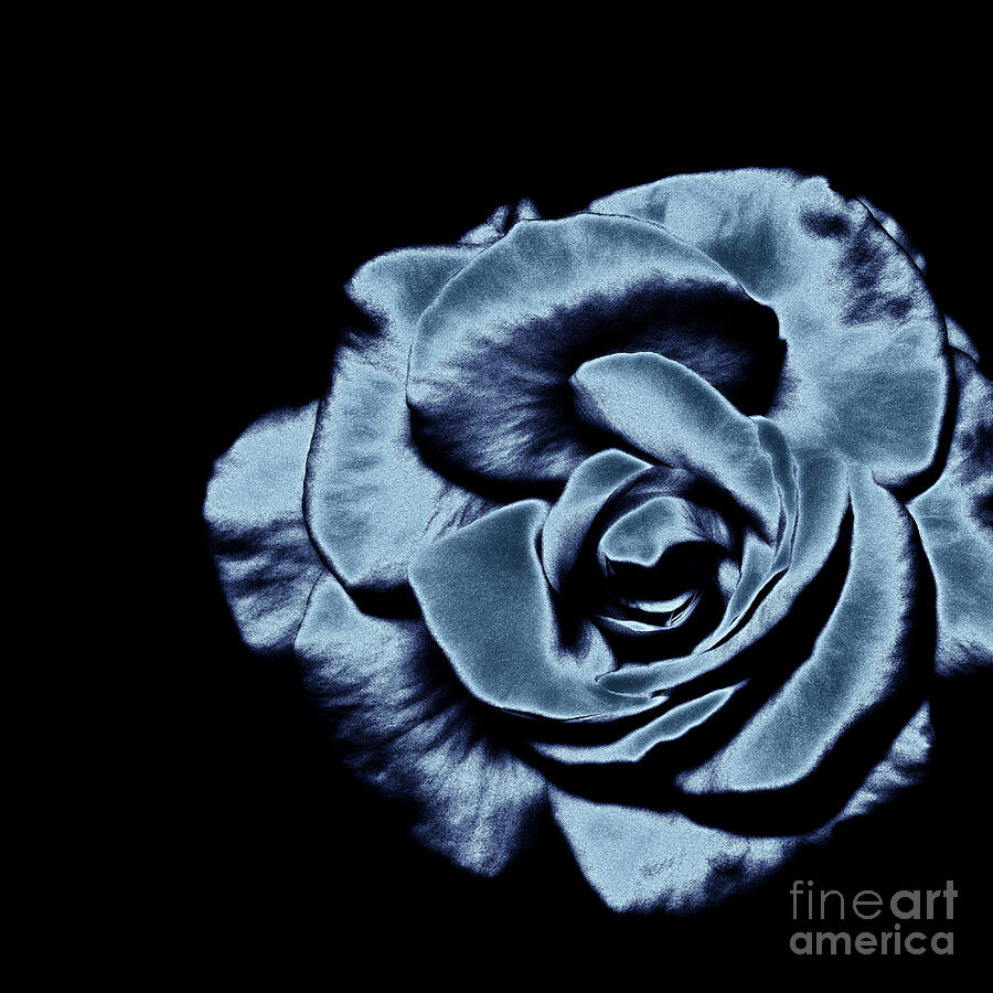 Blue Shimmer - Tea Rose Photograph by Yvonne Johnstone