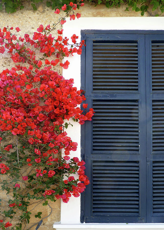 Blue Shutters and Bouganvillea  Photograph by Carla Parris