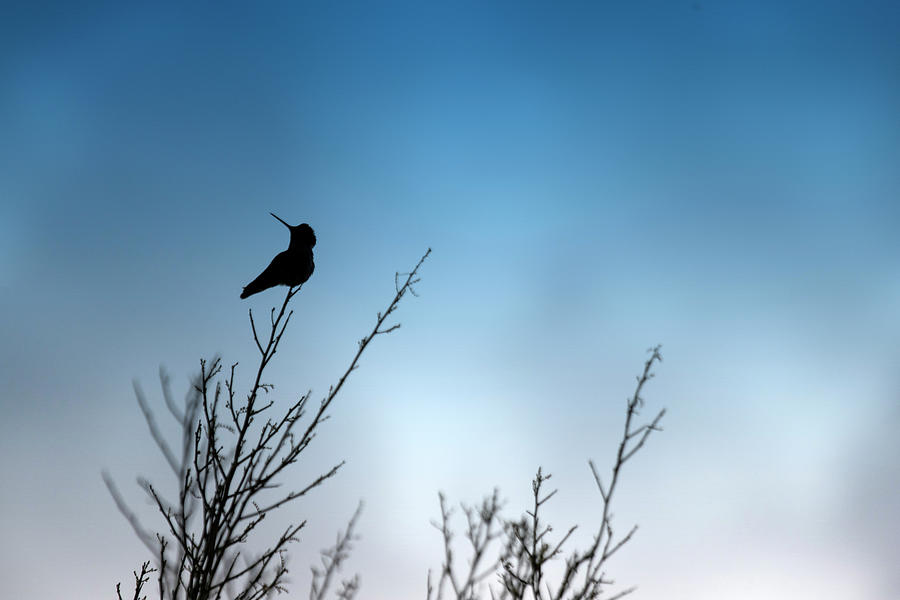 Blue in Silhouette Photograph by Sue Cullumber