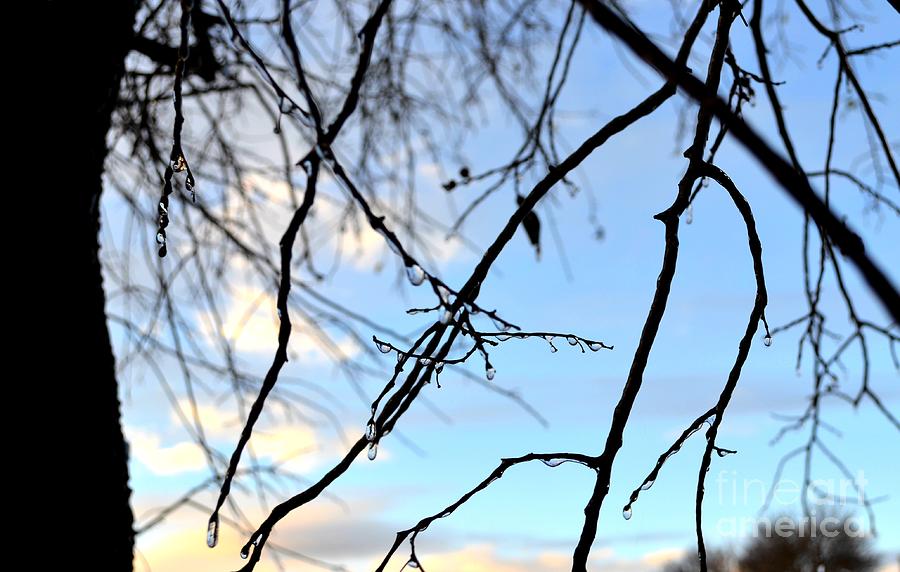 Blue Skies and Black Branches Photograph by Expressions By Stephanie