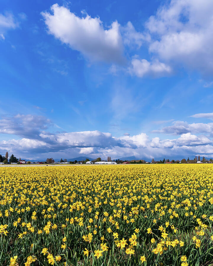 Blue Skies And Daffodils Photograph By Tim Reagan - Fine Art America